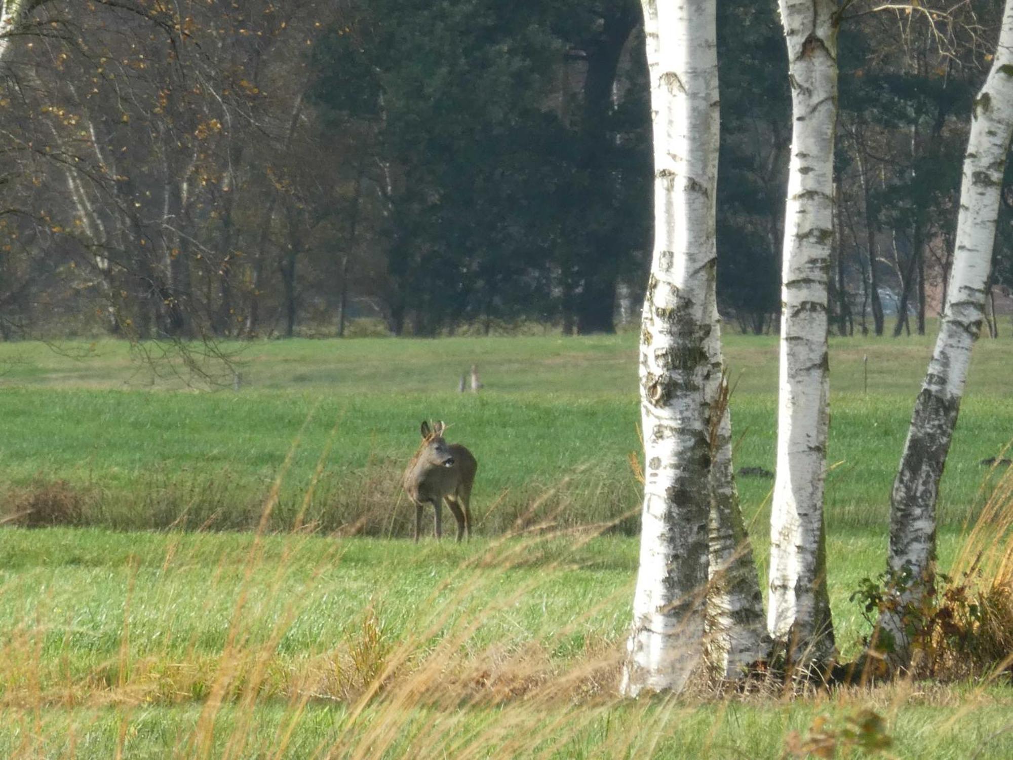 Herzfeldhof Worpswede Exteriör bild